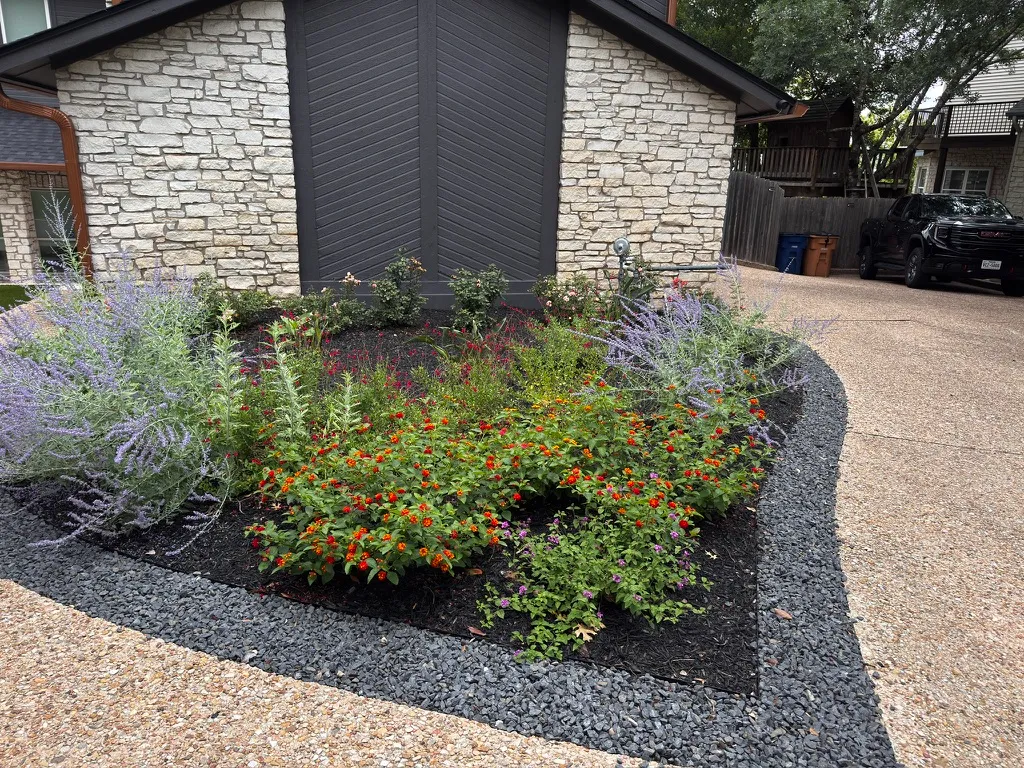 Six months after planting — lantana and Russian sage established