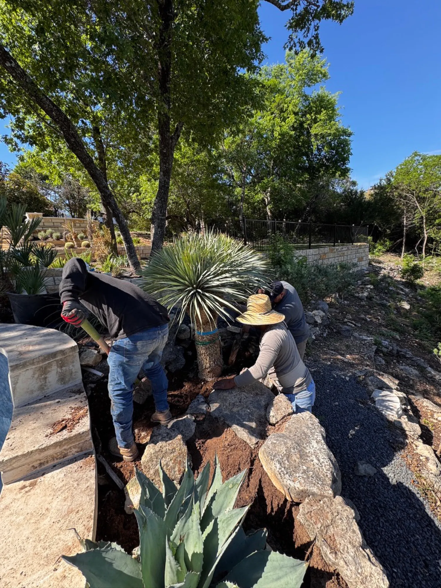 Setting a Yucca rostrata — West Lake Hills