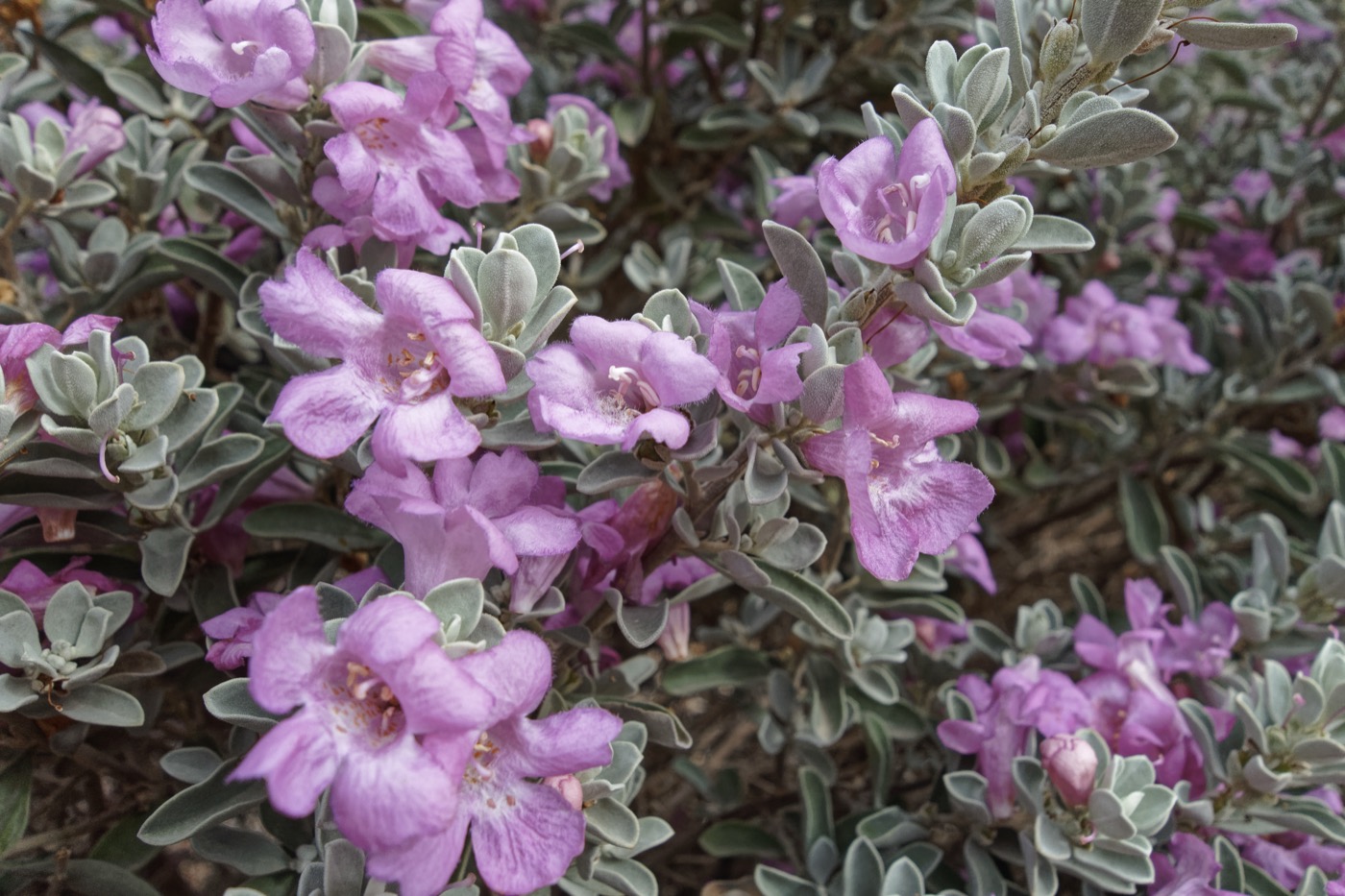 Cenizo (Texas sage) covered in purple blooms