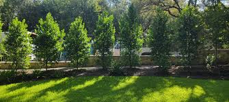 Several privacy trees planted that provide shade