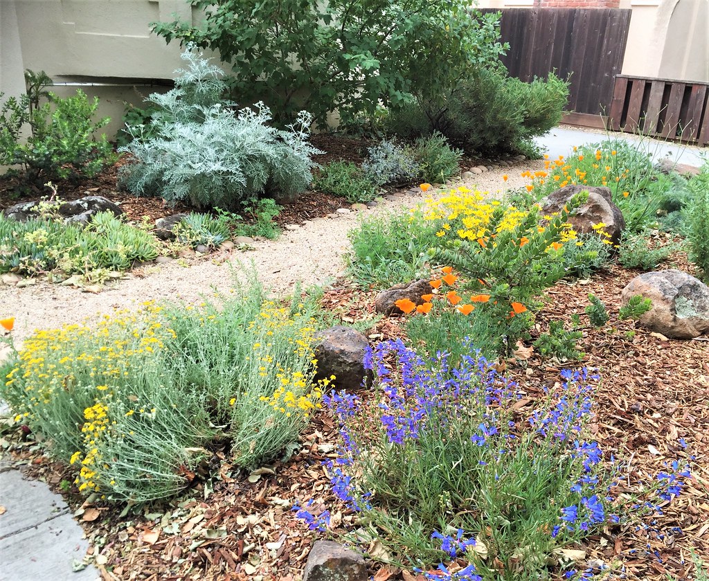 A front yard converted to native plantings with a walkway winding through the beds